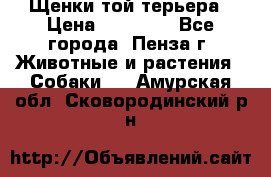 Щенки той терьера › Цена ­ 10 000 - Все города, Пенза г. Животные и растения » Собаки   . Амурская обл.,Сковородинский р-н